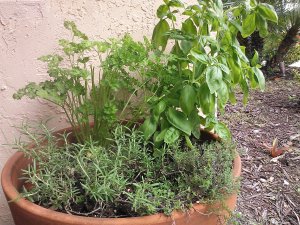 Terracotta Herb Container