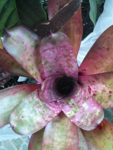 Neoregelia 'Galaxy'