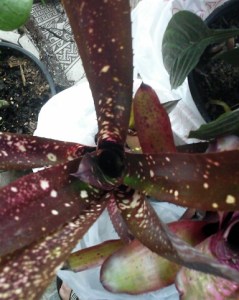 Billbergia "Hallelujah"