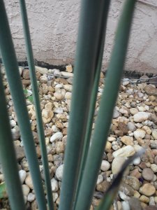 The Leafless Bird of Paradise with no leaves or flowers! 