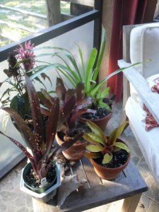 My Growing Collection