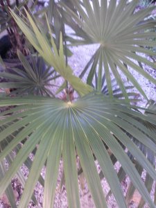 Florida Thatch Palm