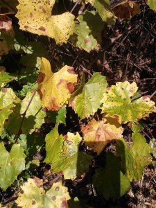 Muscadine Vitis rotundafolia