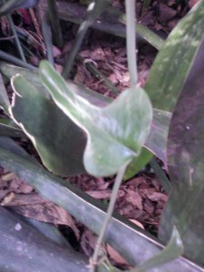 Earleaf Greenbrier Smilax auriculata