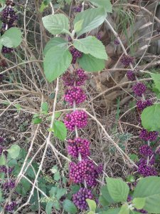 Beautyberry Calliocarpa americana