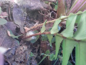 Nephrolepis exaltata Boston Fern