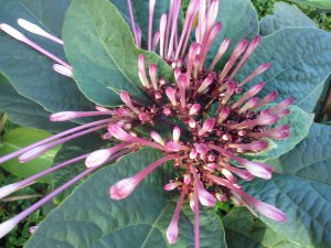 Winter Starburst Clerodendrum