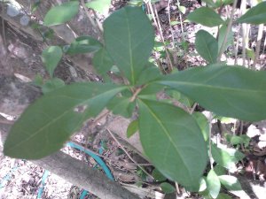 Florida Privet Foresteria segregata