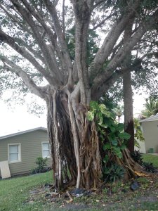 Ficus aurea Strangler Fig