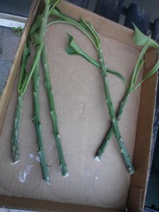 Drying Cuttings