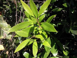 Lancewood Ocotea coriacea