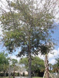 Live Oak Quercus virginiana