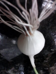 My Beautiful Garlic Clove