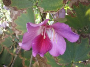 Hong Kong Orchid Flower