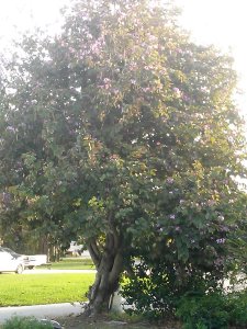 Hong Kong Orchid Tree