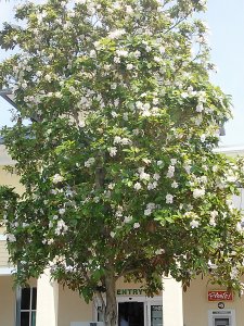 White Geiger Tree