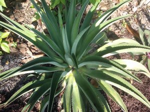 American Agave