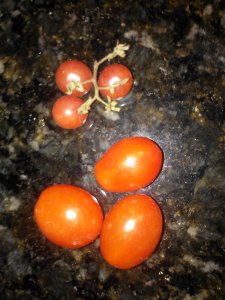 Everglades Tomatoes