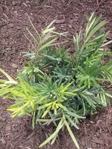 Pringles Dwarf Podocarpus