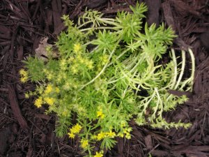 Sedum