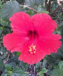Red Hibiscus 