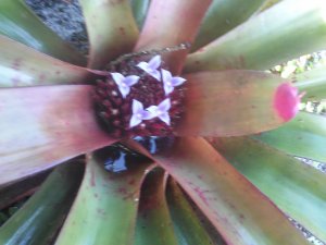 Painted Fingernail Bromeliad