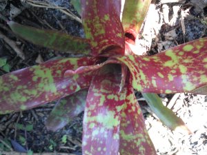 Groundcover Bromeliad