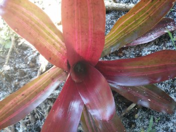 Groundcover Bromeliad