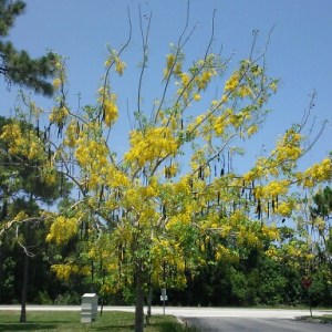 Golden Shower Tree