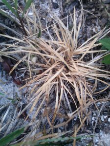 Mondo that has seen better days 