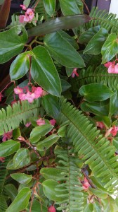 Dragon Wing Begonia and  Boston Fern.