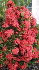 Dwarf Red Ixora