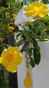 Yellow Allamanda