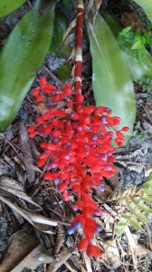 Miniata Bromeliad