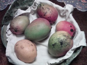 Assorted Mangoes