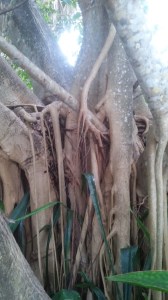 Strangler Fig