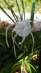Hymenocallis latifolia