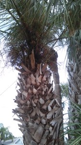 Cabbage Palm with Boots Palmetto sabal
