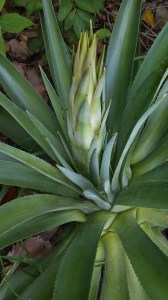 Agave americana