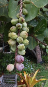 Sea Grapes - Coccoloba uvifera