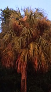 Apocalyptic Palm Tree