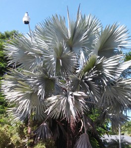 Bismarck Palm Bismarckia nobilis