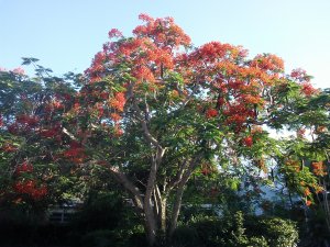 Royal Ponciana Delonix regia