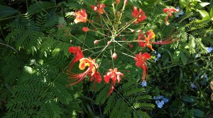 Dwarf Ponciana Caesalpinia pulcherrima