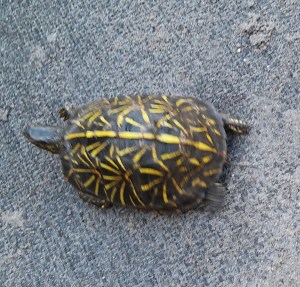 Florida Box Turtle