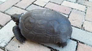 Gopher Tortoise