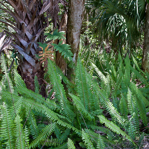 Nephrolepis exaltata 1