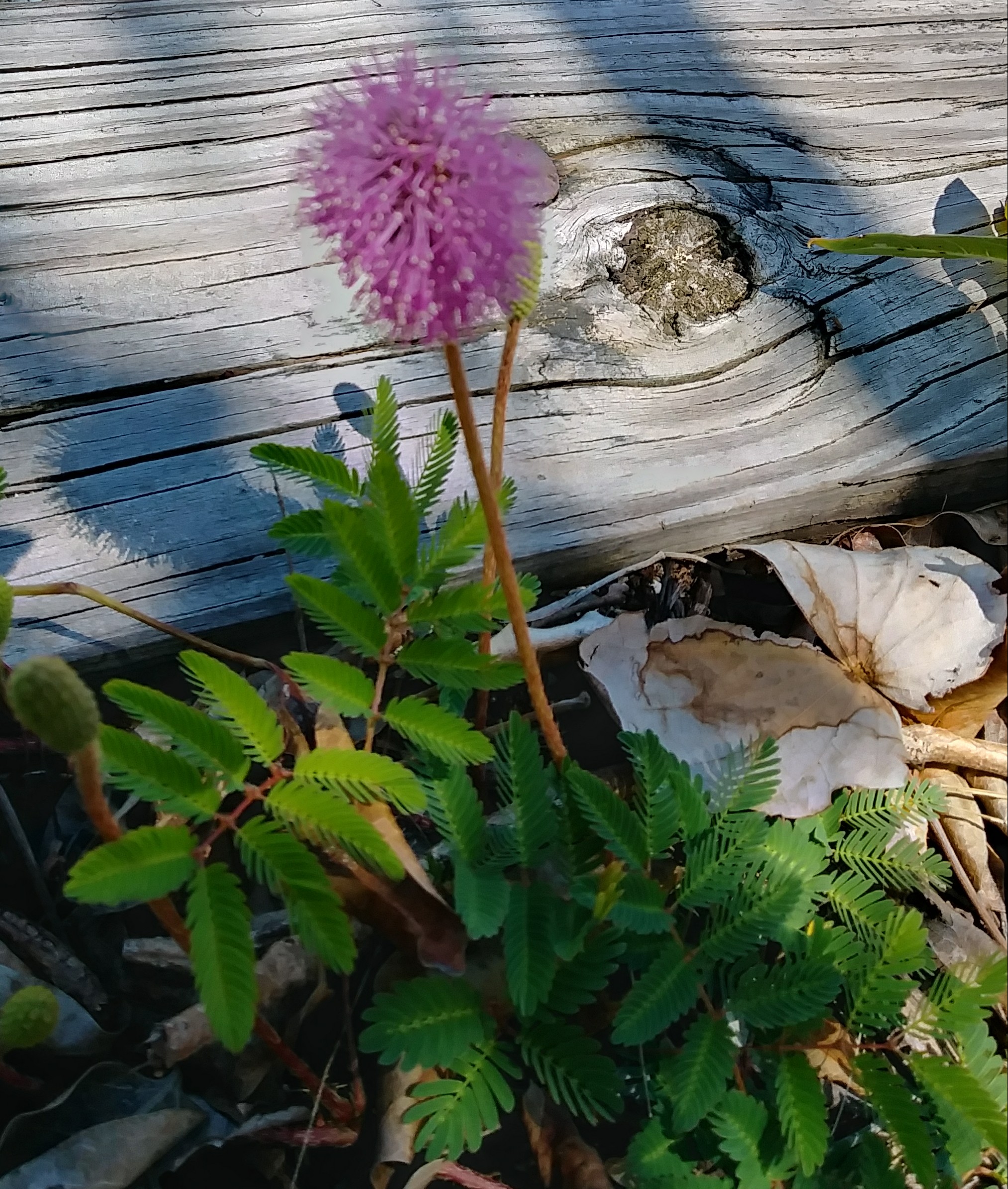 20180426_140641_HDR-1