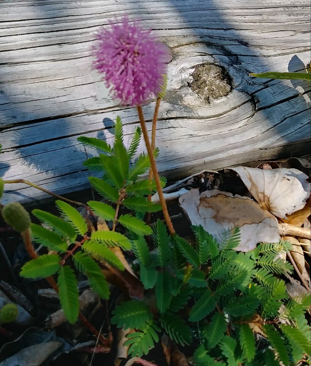 20180426_140641_HDR-1