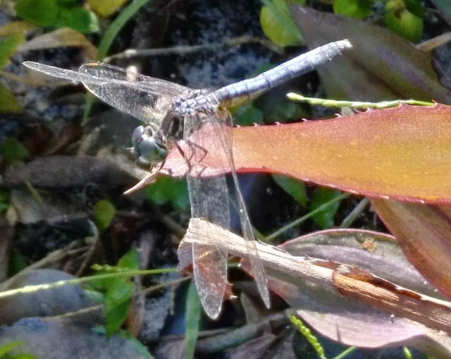 20181124_100258_HDR-1